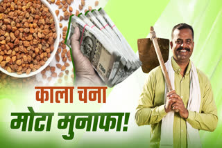 farmers good earning kala chana