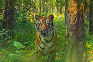 A recent research has revealed that the number of Royal Bengal Tigers has increased threefold in western Assam's Manas National Park.