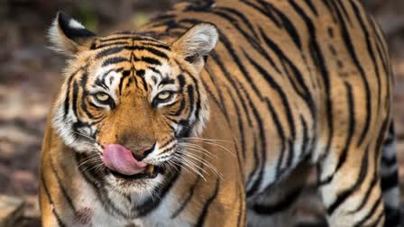 Sanjay gandhi Tiger Reserve