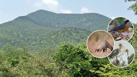 Red Sandalwood and Wildlife Smuggling In Forests Of YSR District