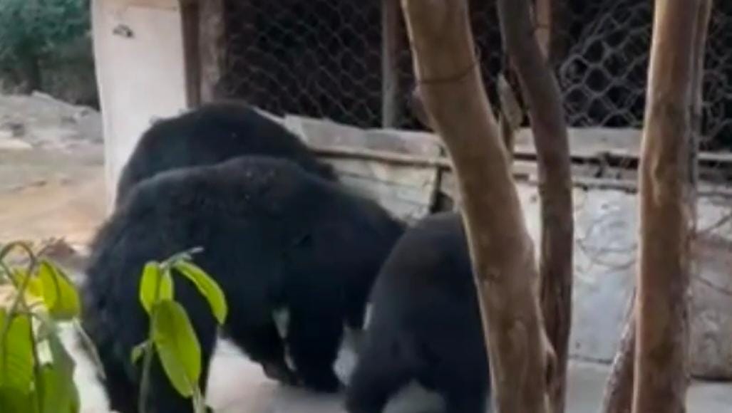 Friendship Between Sadhu And Bear