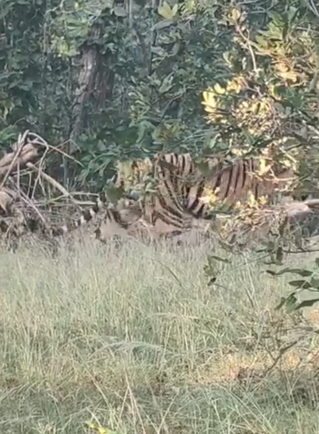 Sanjay gandhi Tiger Reserve