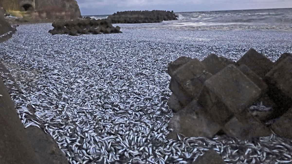 Japan Fish Dead In Beach