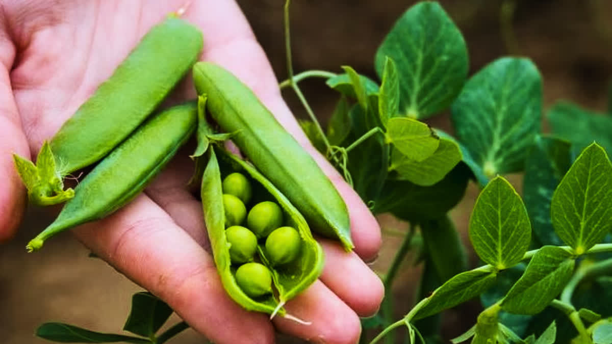 Jabalpur peas are not being supplied abroad