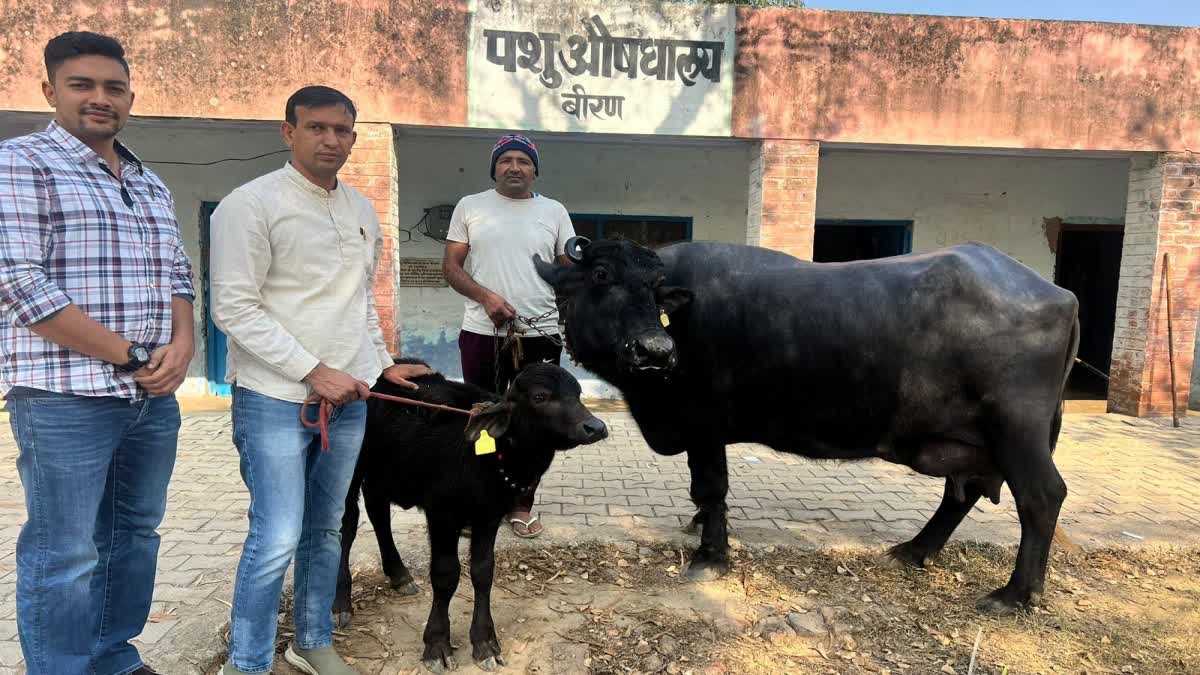 Milk Fair In Bhiwani