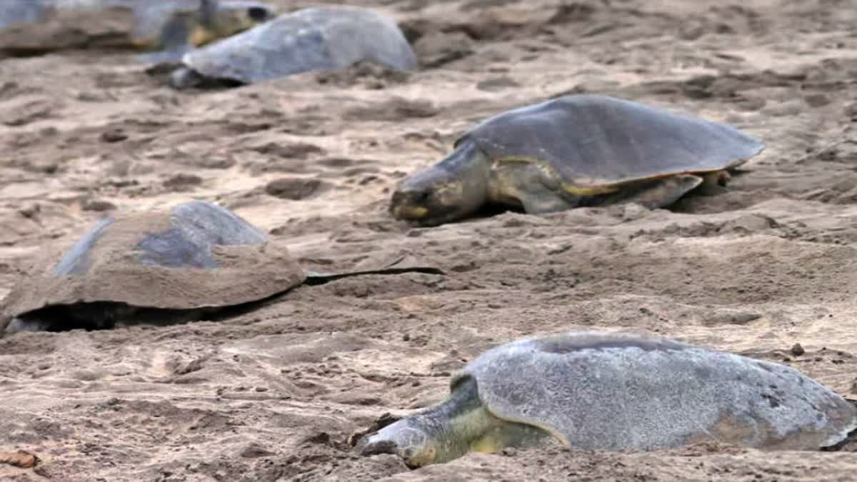 nesting season of turtles