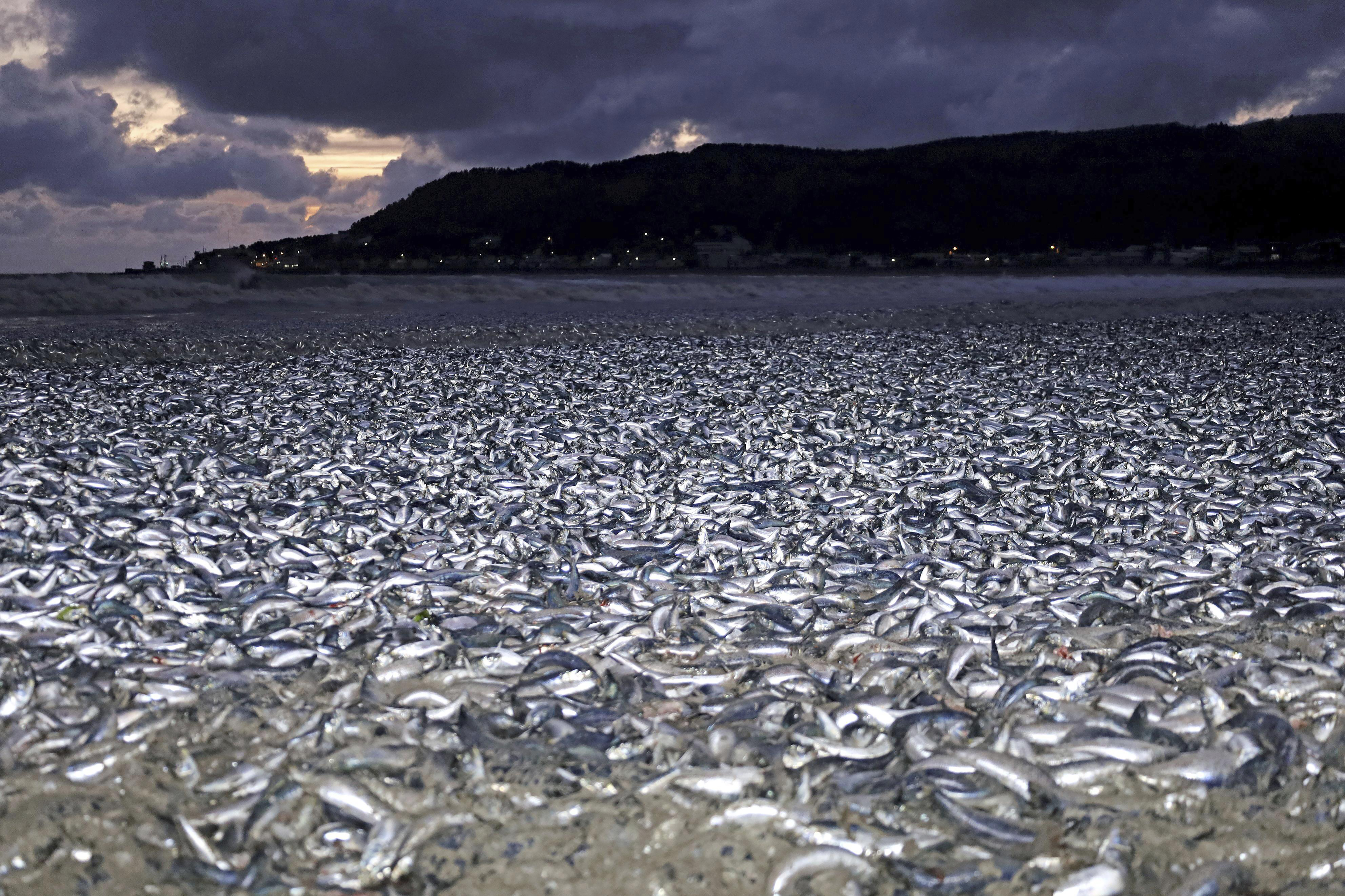 Japan Fish Dead In Beach
