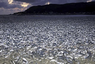 Thousands of tons of dead sardines wash ashore in Japan's Hakodate
