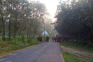 Wild Elephant In Thrissur Palappilly  Palappilly Wild Elephants  wild elephant disturbance again in Palapilli  Wild Elephant Thrissur Palappilly  Wild Elephants In Puthukkad Estate  കാട്ടാന ശല്യം  പാലപ്പിള്ളി കാട്ടാന  തൃശൂര്‍ പാലാപ്പിള്ളി എസ്റ്റേറ്റ് കാട്ടാന ശല്യം  പുതുക്കാട് എസ്‌റ്റേറ്റ് കാട്ടാന  പാലപ്പിള്ളി കാട്ടാന ശല്യം