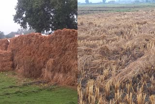 Farmers paddy getting spoiled due to rain in Sahibganj