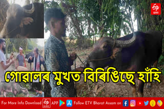 Traditional Buffalo fight in Assam