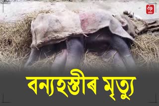 one elephant dead another one elephant is major injured in nagaon