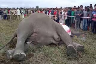 2 elephant die from electrocution in howraghat