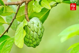 Is custard apple rich in iron?