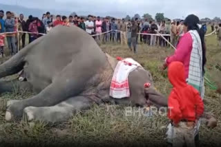 3 wild elephants dead, another injured in separate incidents in Assam