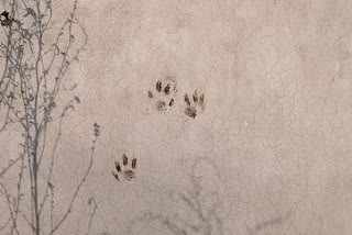 ludhiana atmosphere-of-fear-among-people-alert-leopard-seen marks