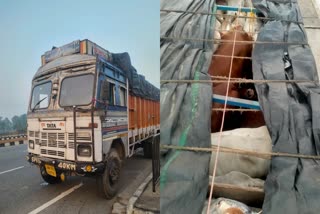 Cattle loaded two trucks seized in Bagodar