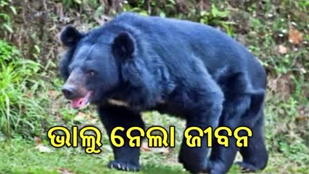 ଭାଲୁ ଆକ୍ରମଣରେ ଠିକାଦାରଙ୍କ ମୃତ୍ୟୁ