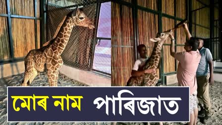 Assam CM Names Baby Giraffe Parijat