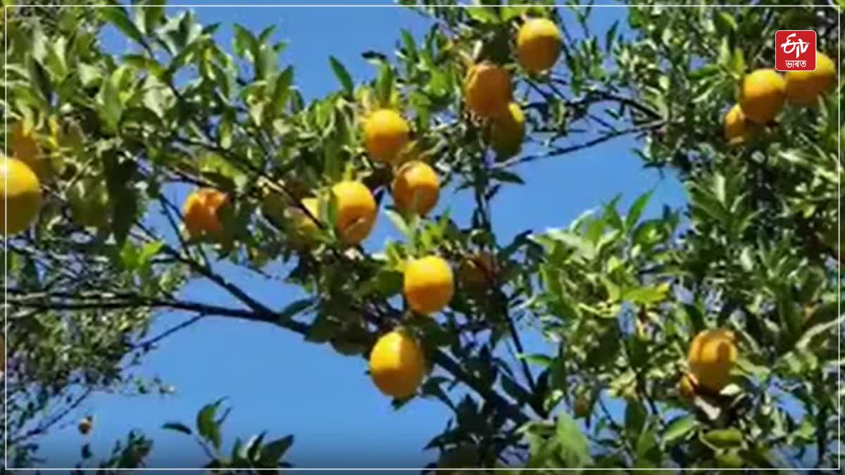 Arunachal Orange production