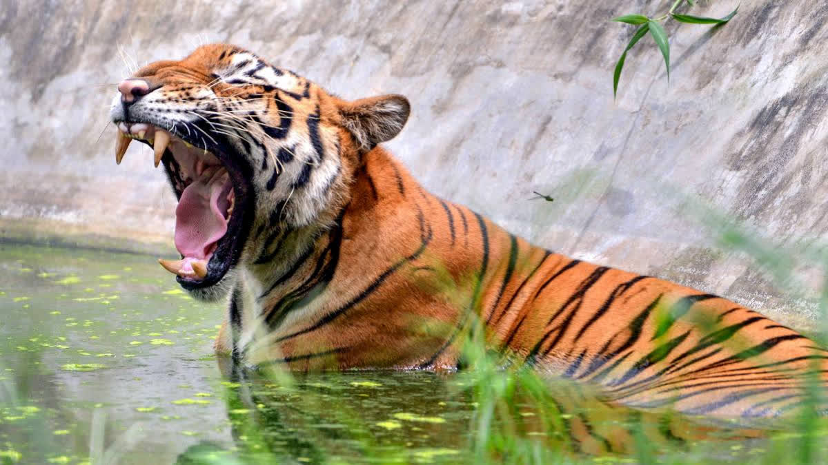 Tiger Terror Grips Chhattisgarh Forest Range After Paw Sighting