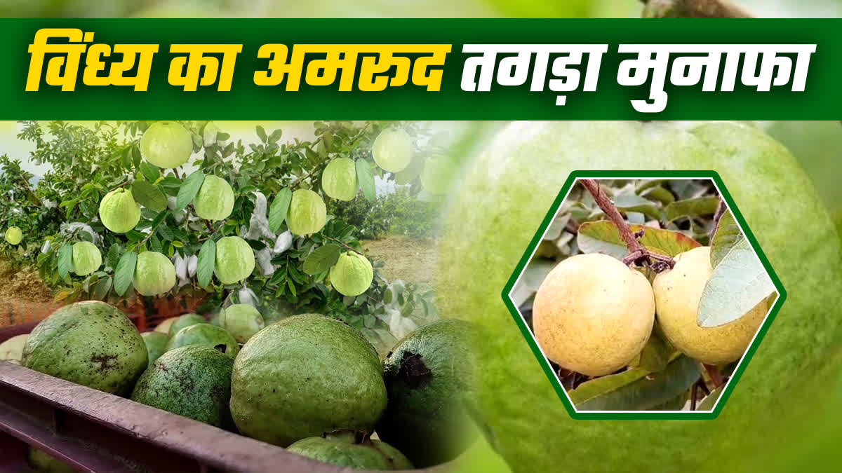 MAIHAR ALLAHABADI SAFEDA GUAVA