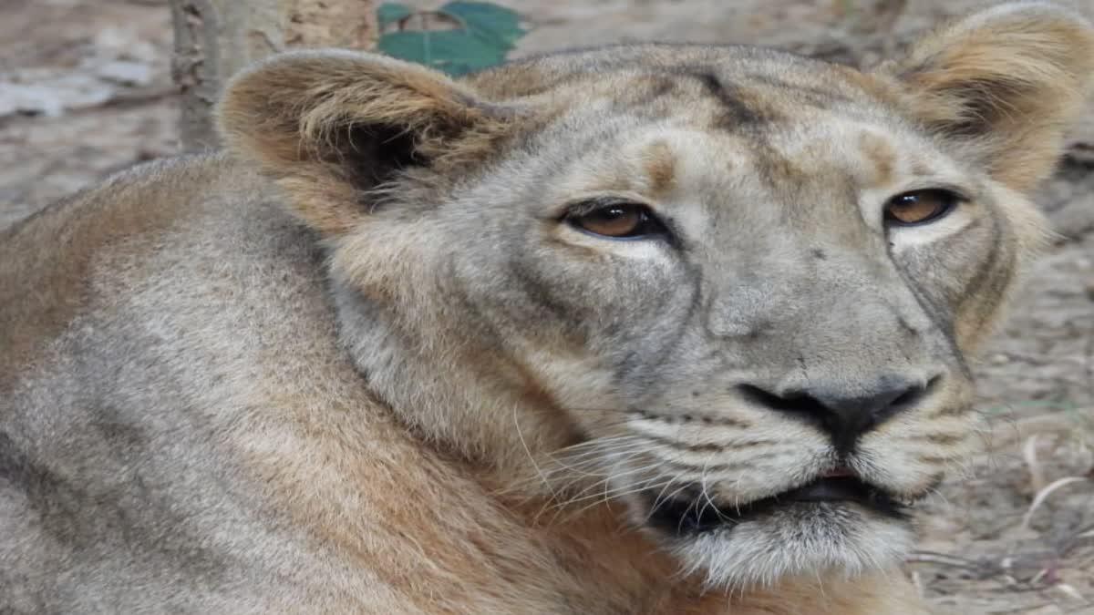 birsa-munda-zoo-lioness-died-from-kidney-failure-in-ranchi