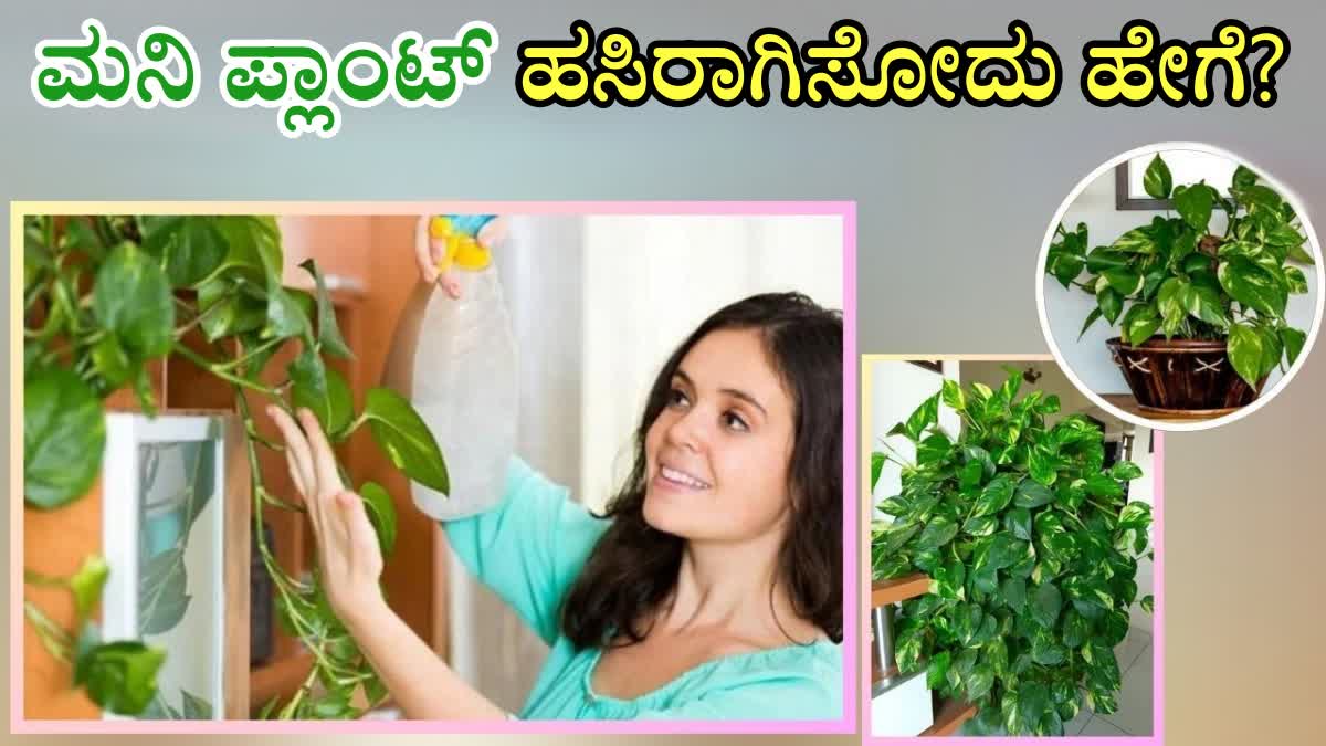 MONEY PLANT OUTDOOR CARE  MONEY PLANT WATERING TIPS  HOW TO CARE FOR MONEY PLANT  MONEY PLANT TIPS