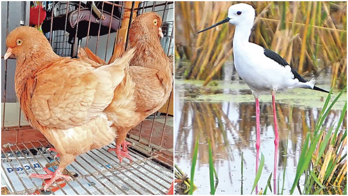 beautiful_birds_in_andhra_pradesh