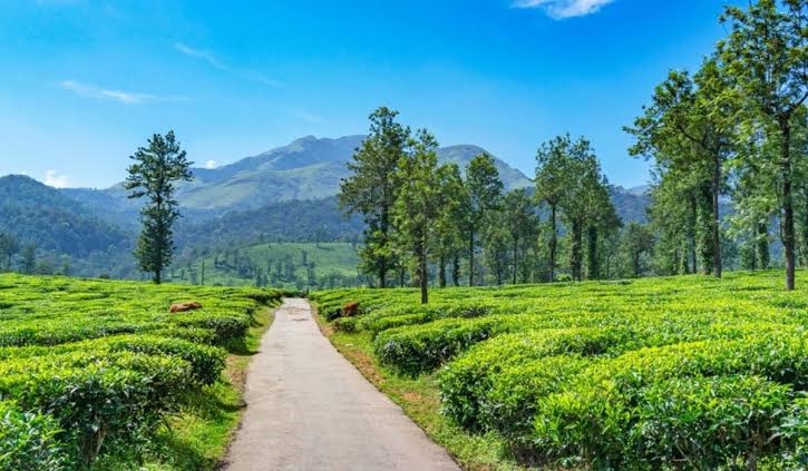 WAYANAD TOURISM  വയനാട് വിനോദസഞ്ചാരം  KERALA TOURISM  KERALA DESTINATIONS