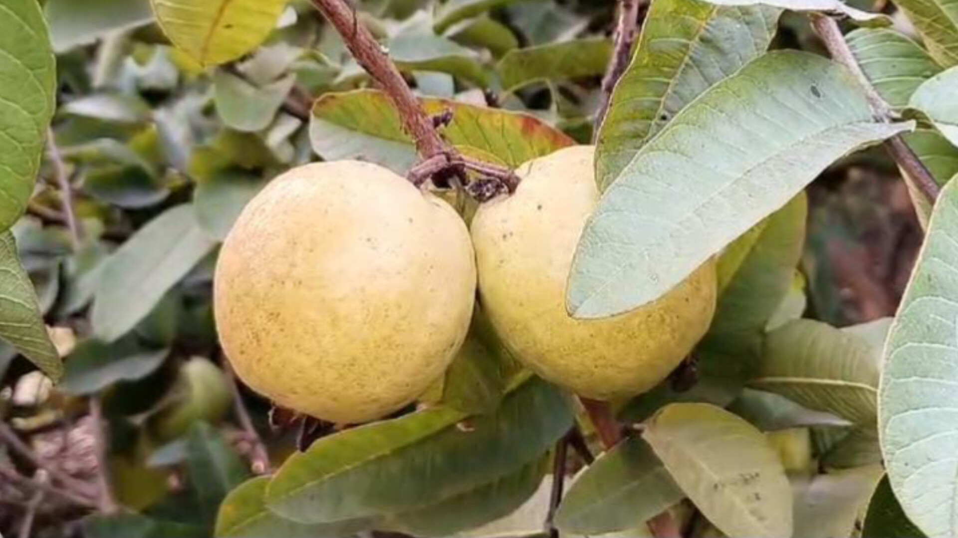 GUAVA DEMAND INDIA AND ABROAD