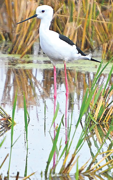 Black Necked Stilt