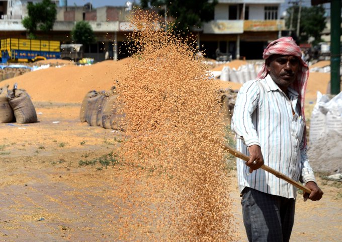 MP Wheat Price Mandi Rate