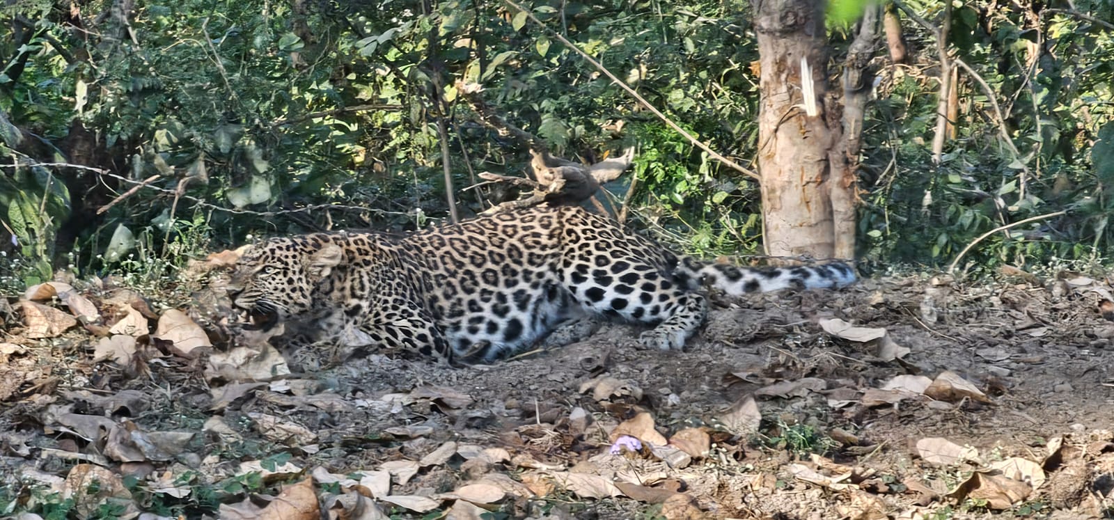 Leopard trapped in wire fence