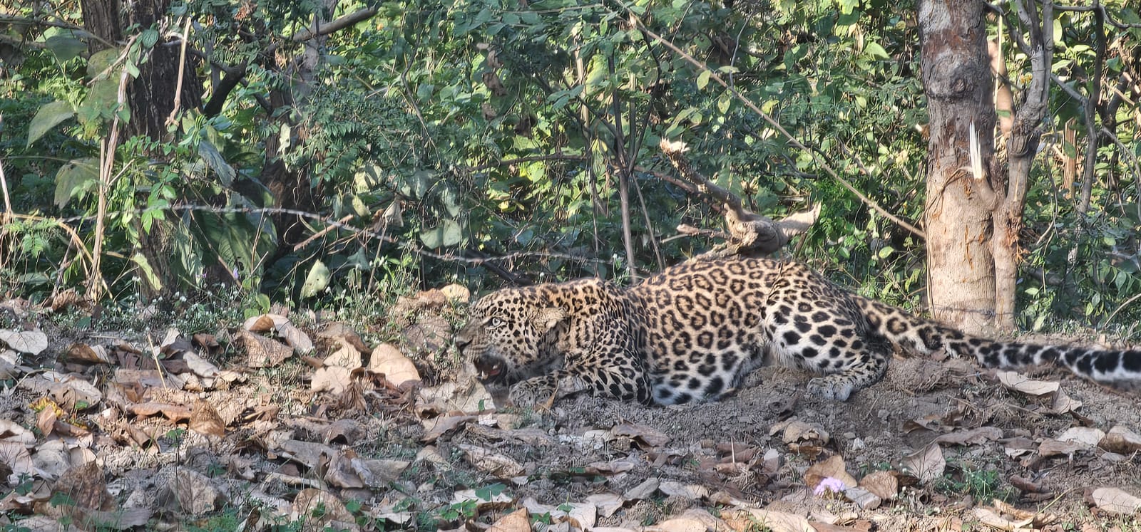 Leopard trapped in wire fence