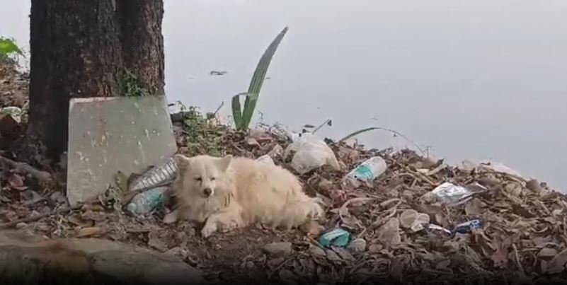 Dog guards deadbody of owner