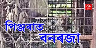 Huge leopard caged by forest department in Margherita