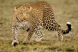 barwani female leopard body found