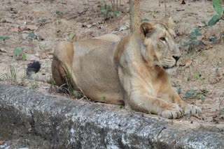 Lioness 'Jaya' Dies Of Renal Failure At Birsa Munda Zoo In Ranchi