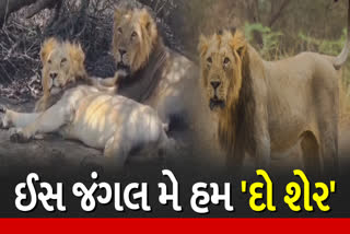 અમરેલીમાં 2 સિંહ મિત્રોની જોડી ખંડીત