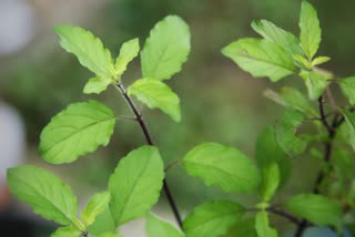 BENEFITS OF CONSUMING TULSI LEAVES  USES OF TULSI LEAVES  തുളസി ഇലകളിലെ ആരോഗ്യ ഗുണങ്ങൾ  THULASI LEAVES BENEFITS