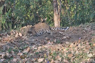 Leopard trapped in wire fence