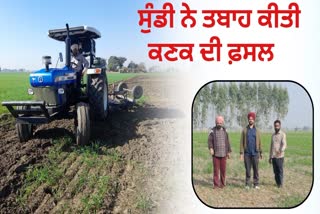 PINK SUNDI OFFERING WHEAT CROP