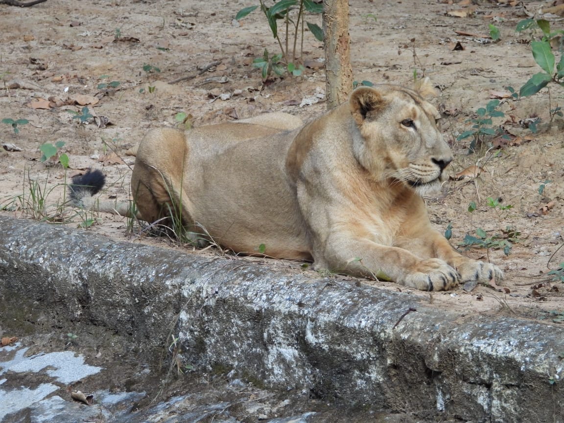 Lioness Jaya died in Ranchi's Birsa Munda Biological Park