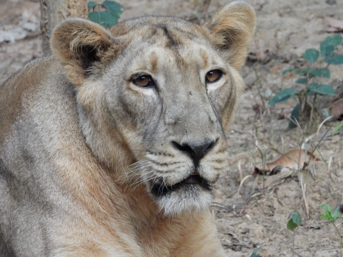 Lioness Jaya died in Ranchi's Birsa Munda Biological Park