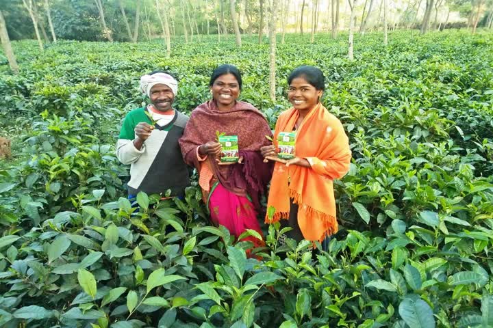 Tea garden of Jashpur district