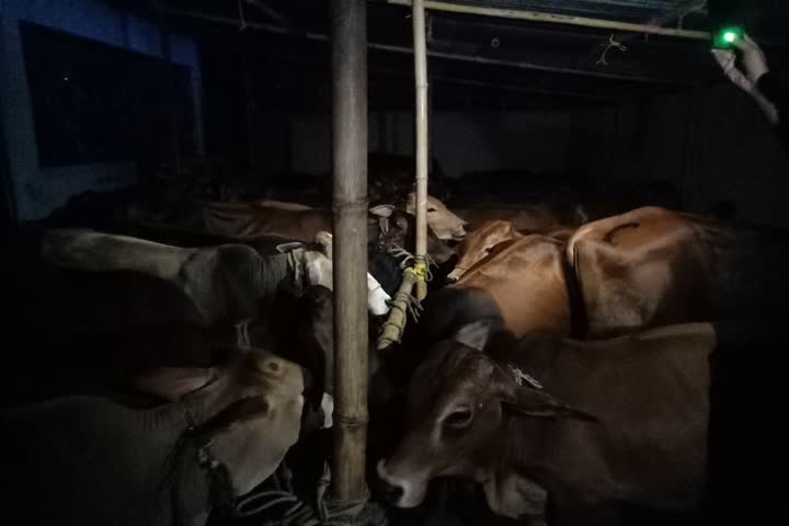 52 cattle seized by duburi Police 