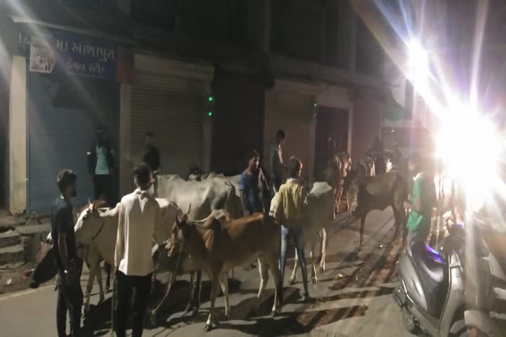 દાહોદમાં કતલ ખાને લઈ જવાતી 22 ગાયોને બચાવતું પોલીસ તંત્ર