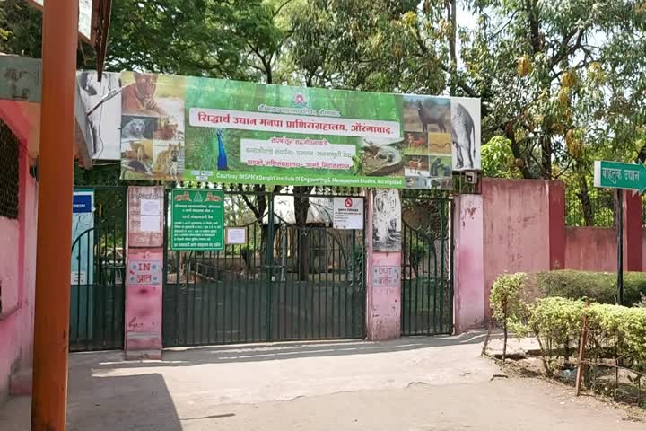 A youth slept overnight inside the tiger's enclosure in famous Sidhartha zoo at aurangabad, maharastra