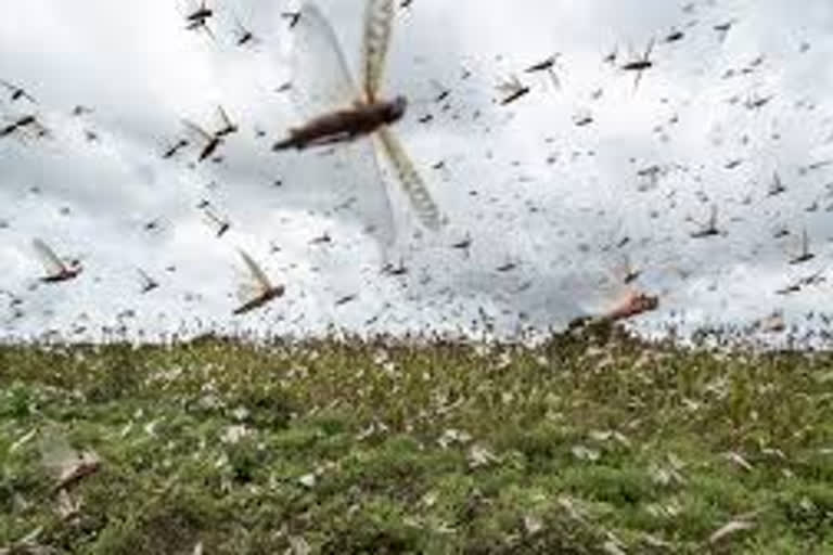 locust attack in delhi